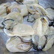 牡蠣のむき身の下処理～片栗粉～